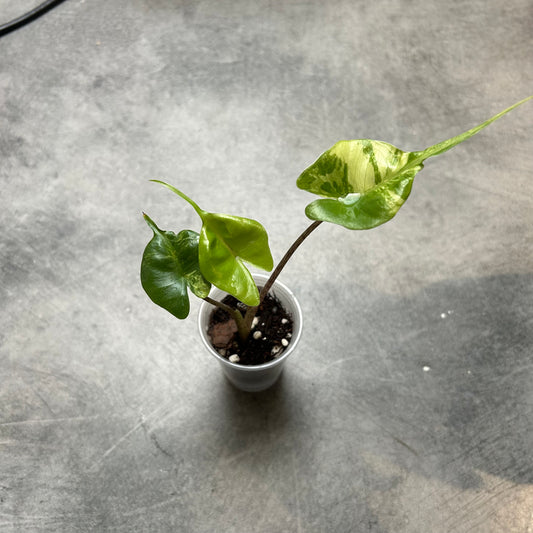 Alocasia Stingray Aurea