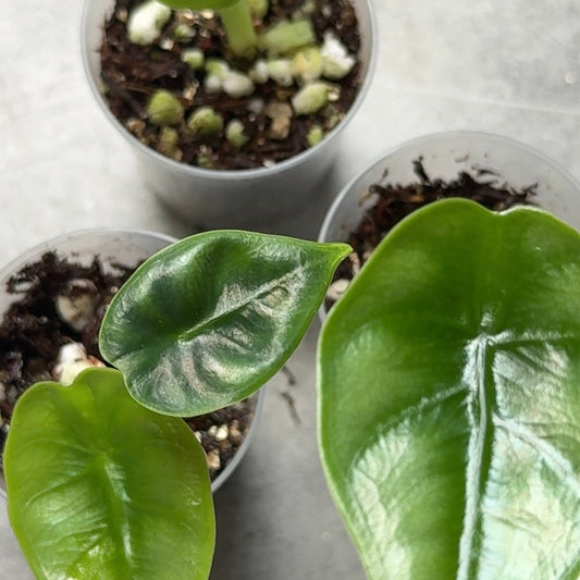 Alocasia Reversa Hannah Baby