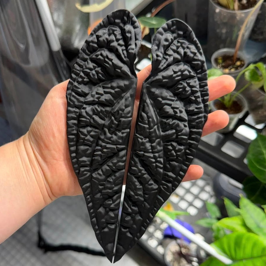 Vitrinengriffe Anthurium Luxurians