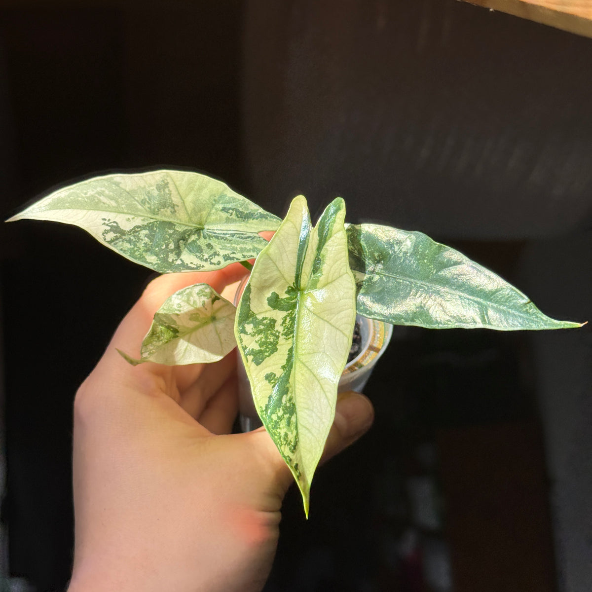Alocasia Simpo Albo