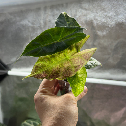 Alocasia Nairobi Nights Albo/Pink