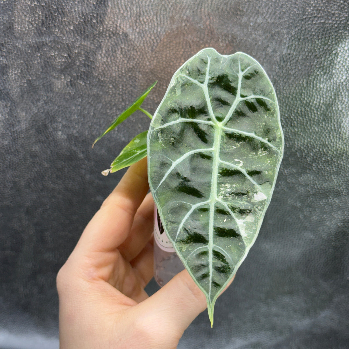 Alocasia Watsoniana Doff Pink