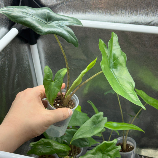 Alocasia Nycteris 'Batwing'
