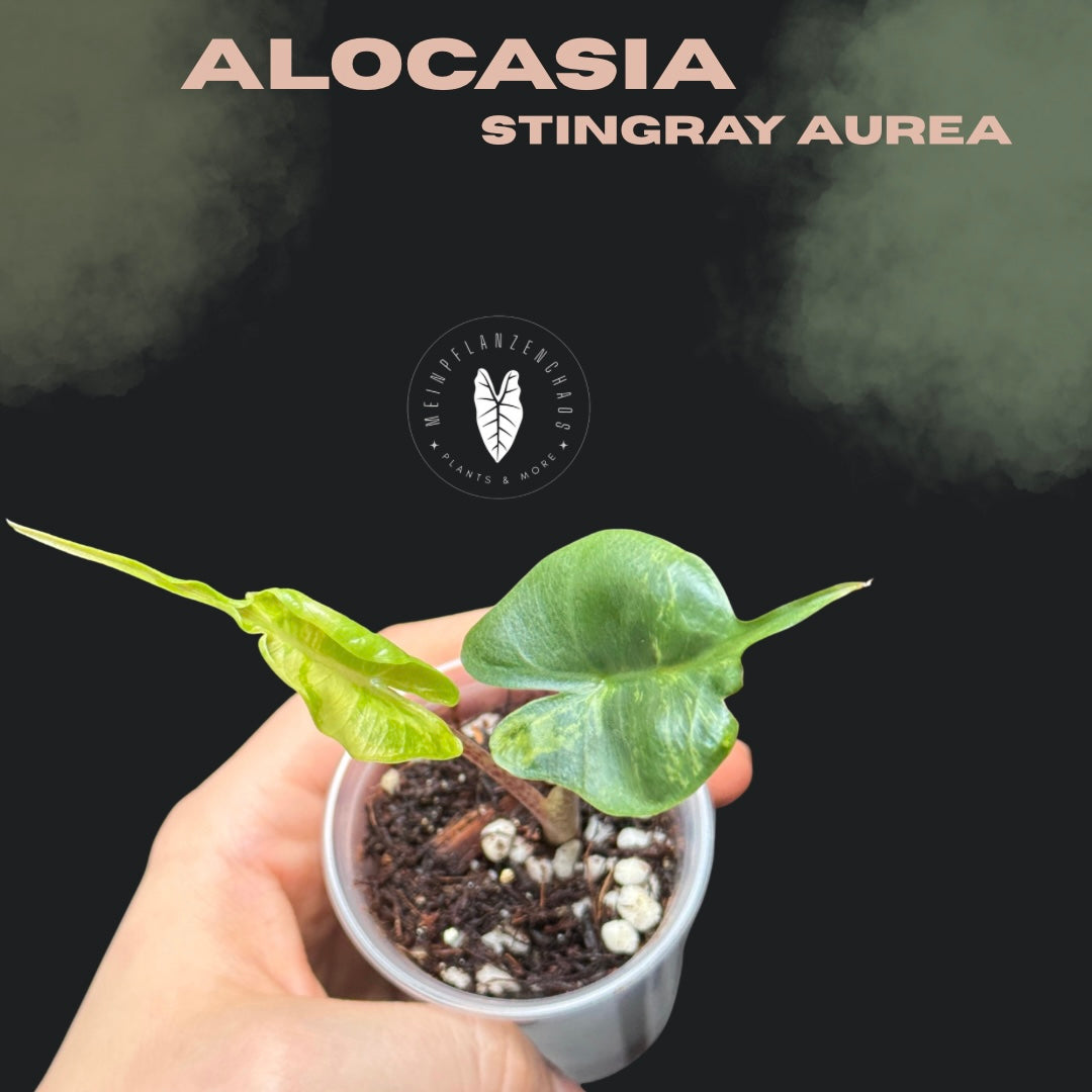Alocasia Stingray Aurea