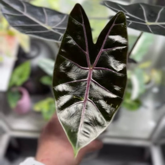 Alocasia Black Satun Rhizom