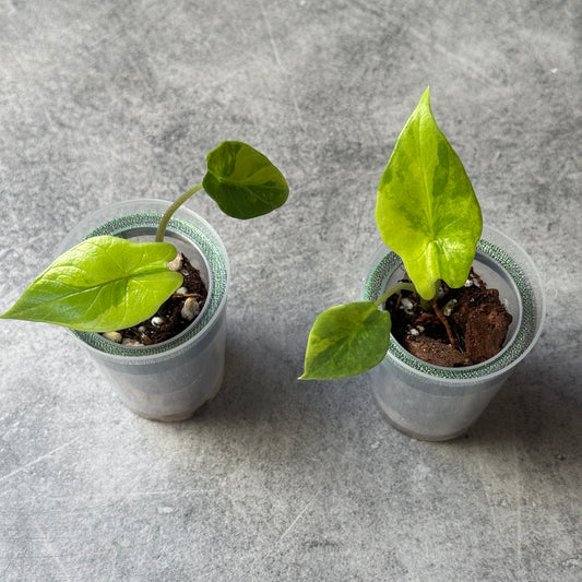 Alocasia Scalprum Aurea