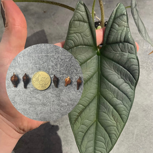Alocasia Platinum Red Grey Rhizom