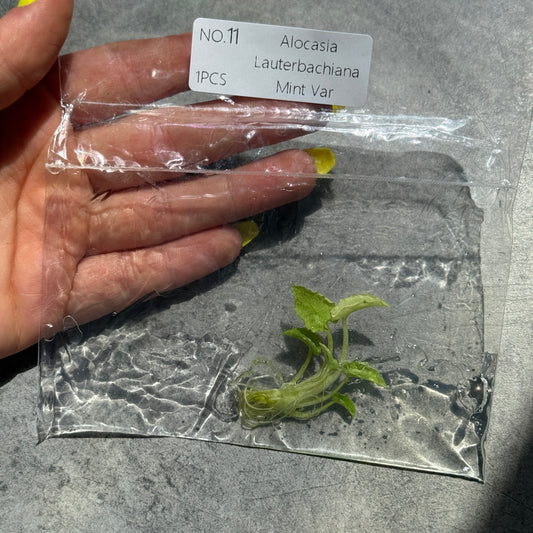 TC Alocasia Lauterbachiana Mint