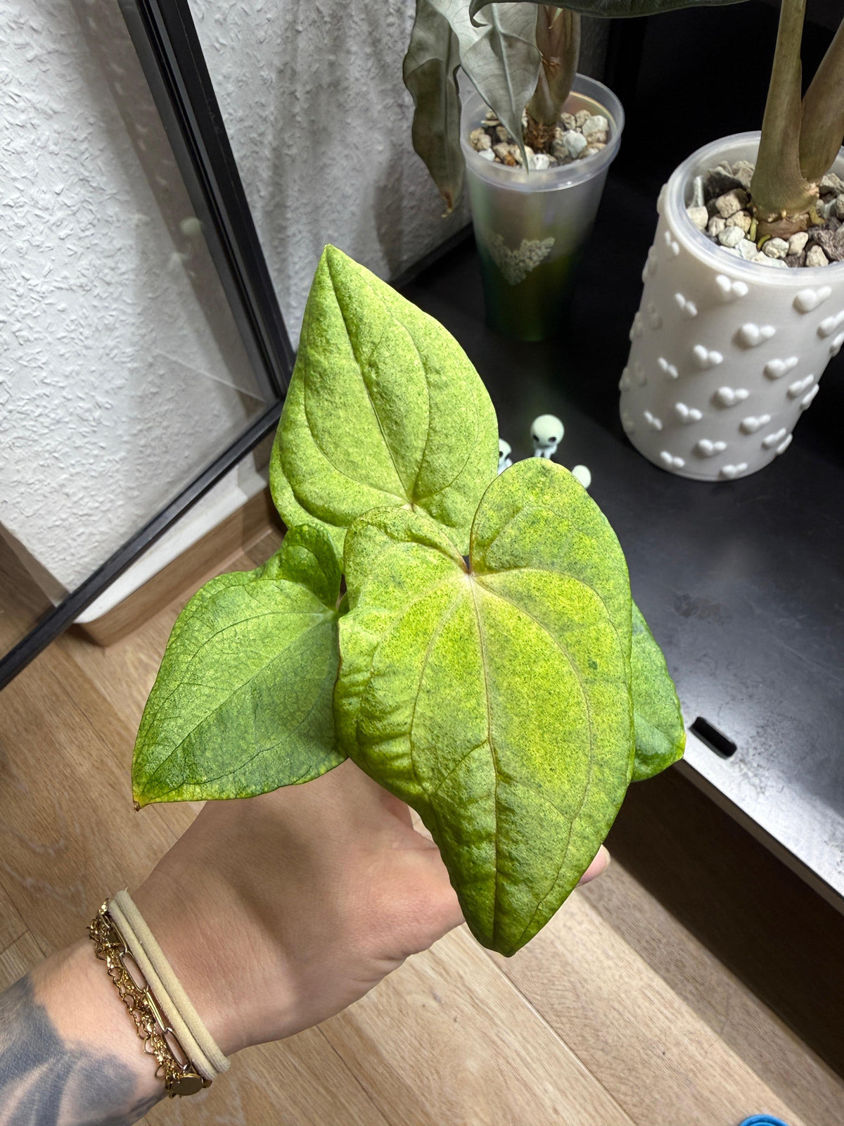 TC Anthurium Dark Phoenix Mint
