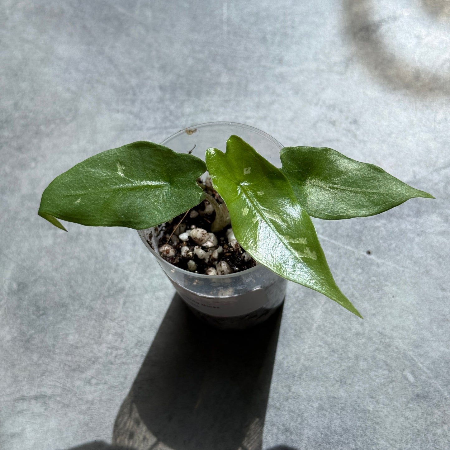 Alocasia Shattered Glass