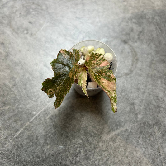Begonia Ginny Galaxy Variegata