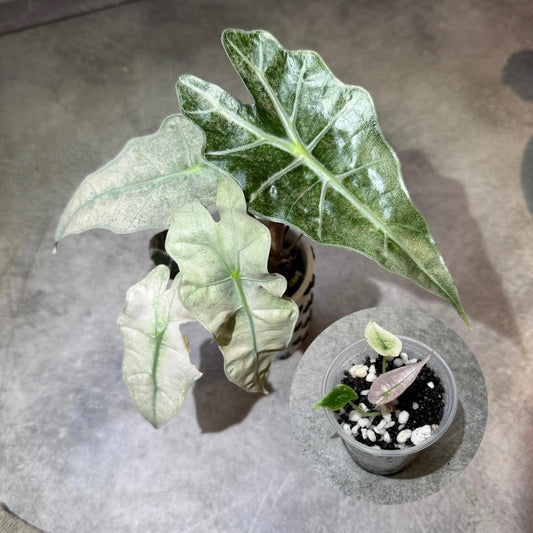 Alocasia Polly Mint Pink