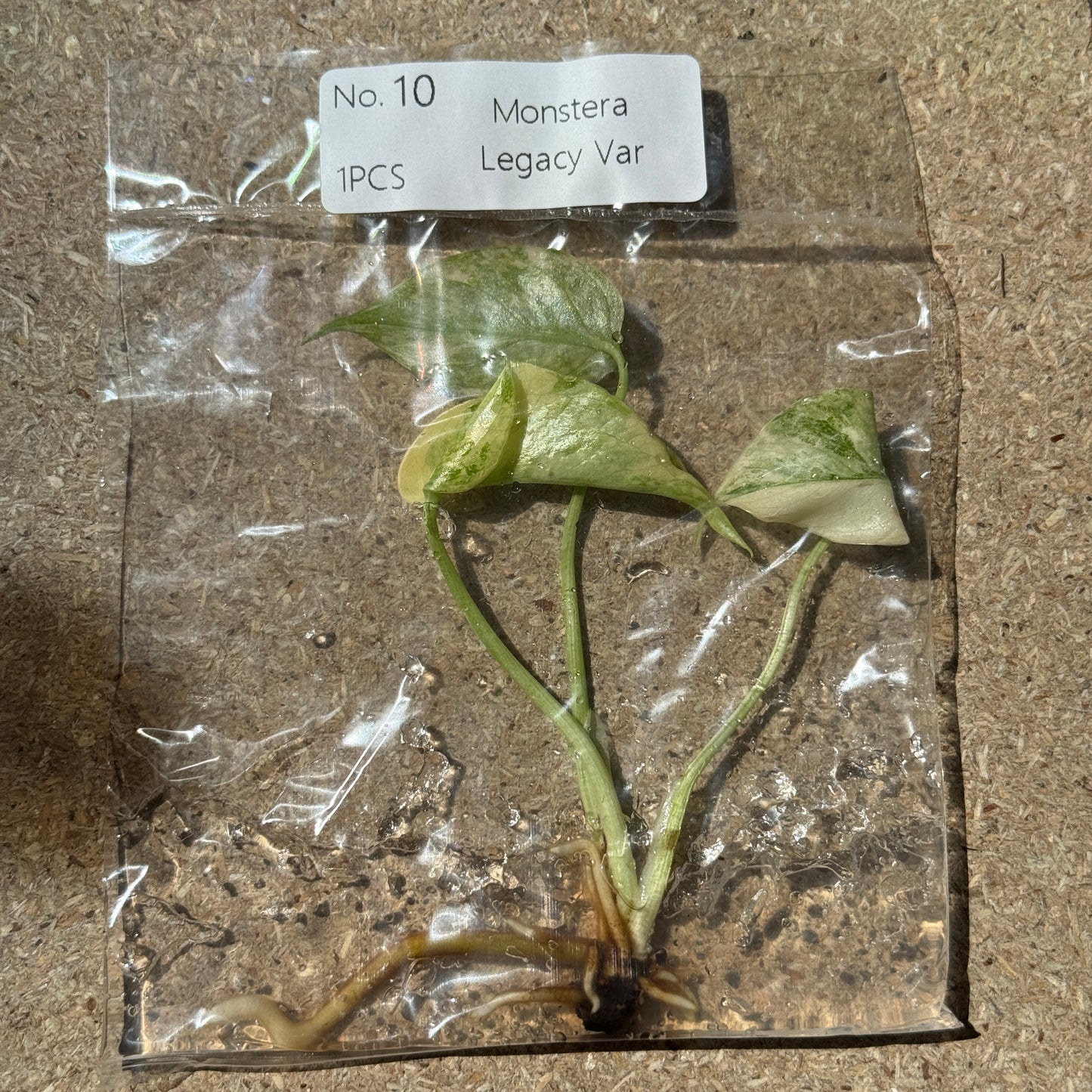 TC Monstera Legacy