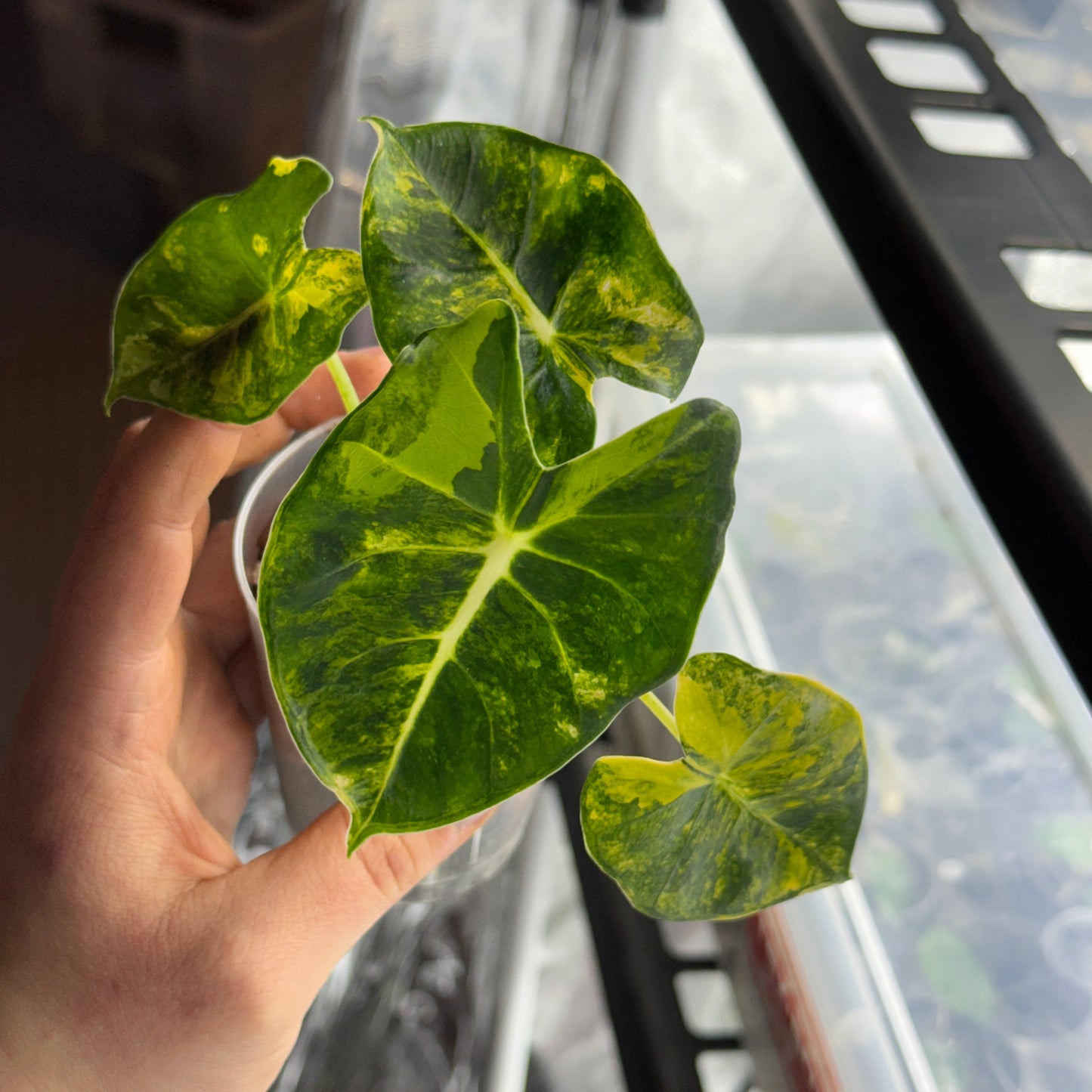Alocasia Dorayaki Aurea Variegata bewurzeltes Rhizom
