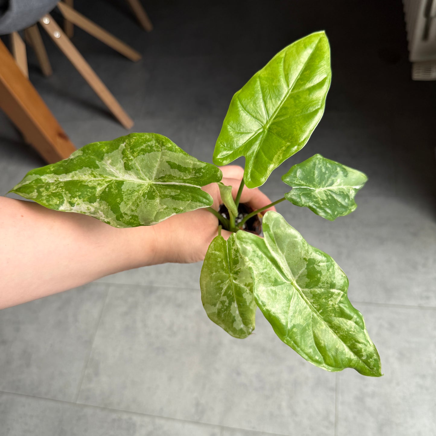 Alocasia Acuminata Albo Rhizom
