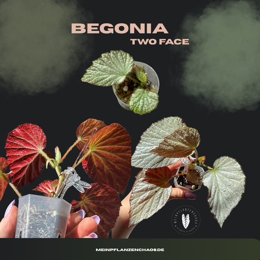 Begonia Two Face