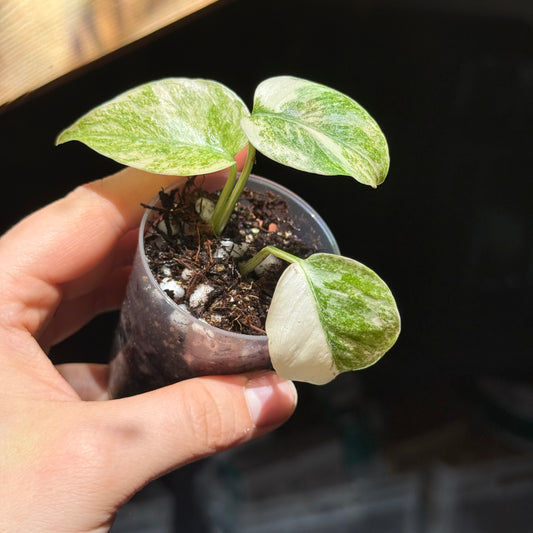 Monstera Legacy