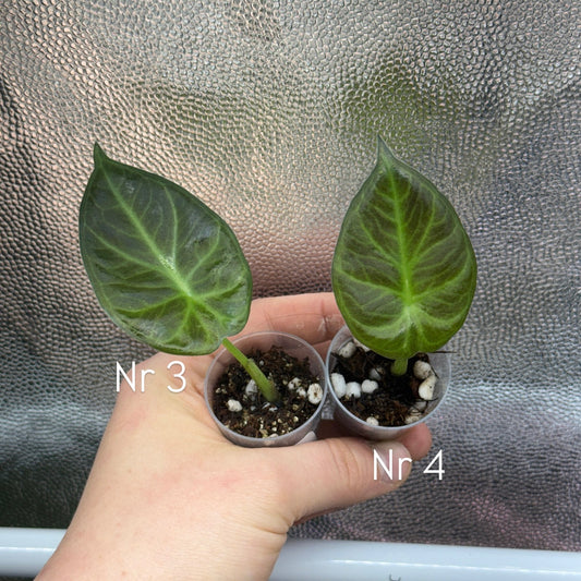 Alocasia Regal Shield