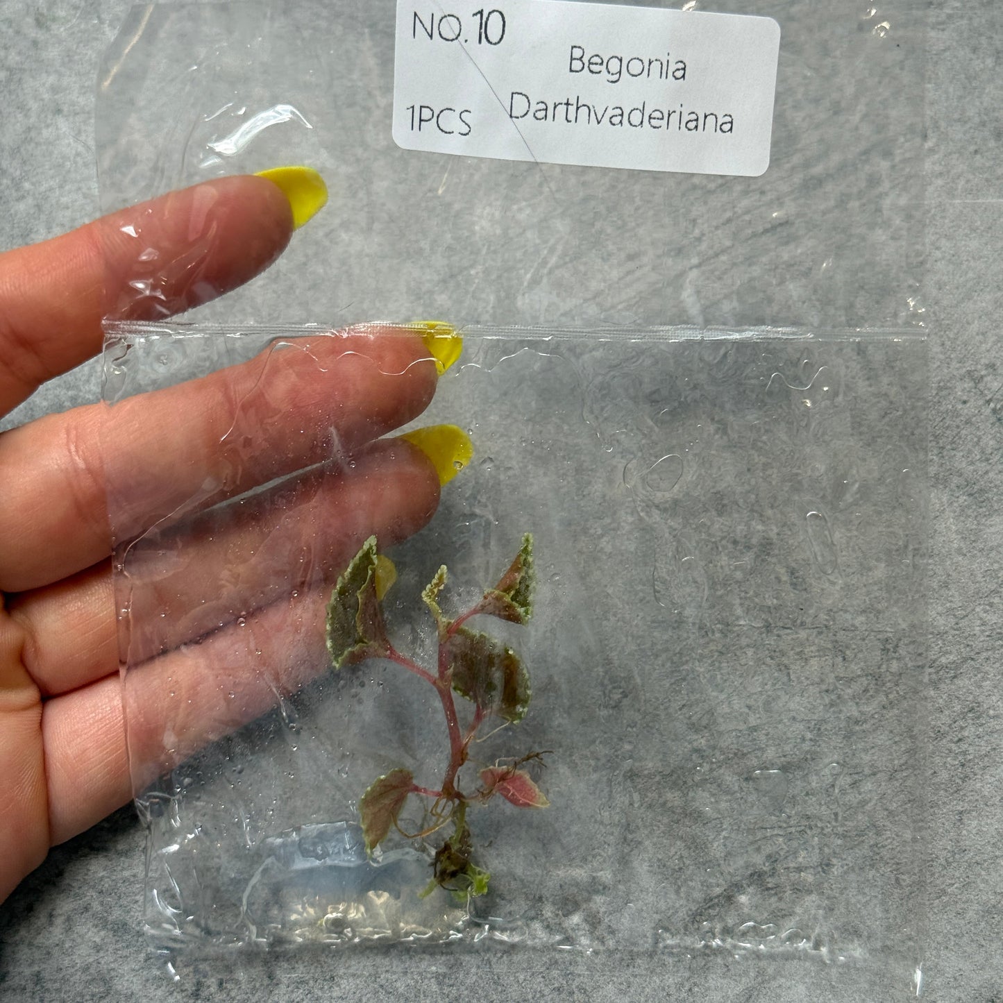 TC Begonia Darthvaderiana