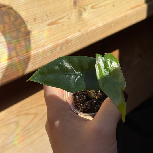 Alocasia Nycteris 'Batwing'