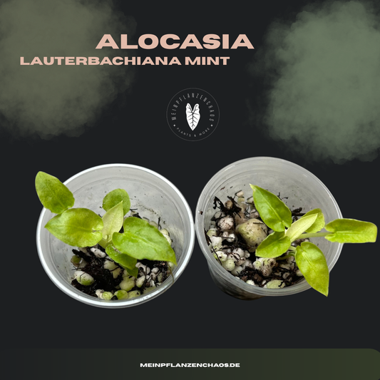 Alocasia Lauterbachiana Mint