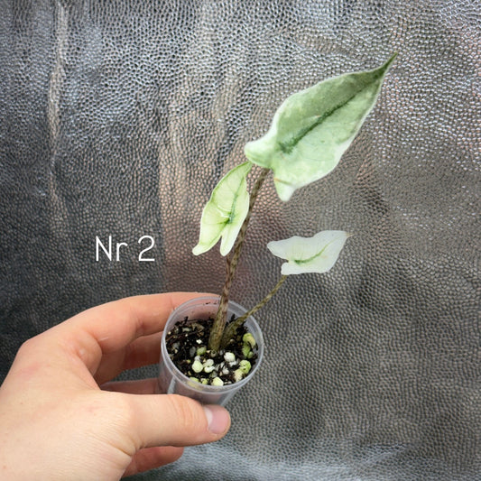 Alocasia Zebrina Mint
