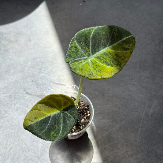 Alocasia Black Velvet Gold