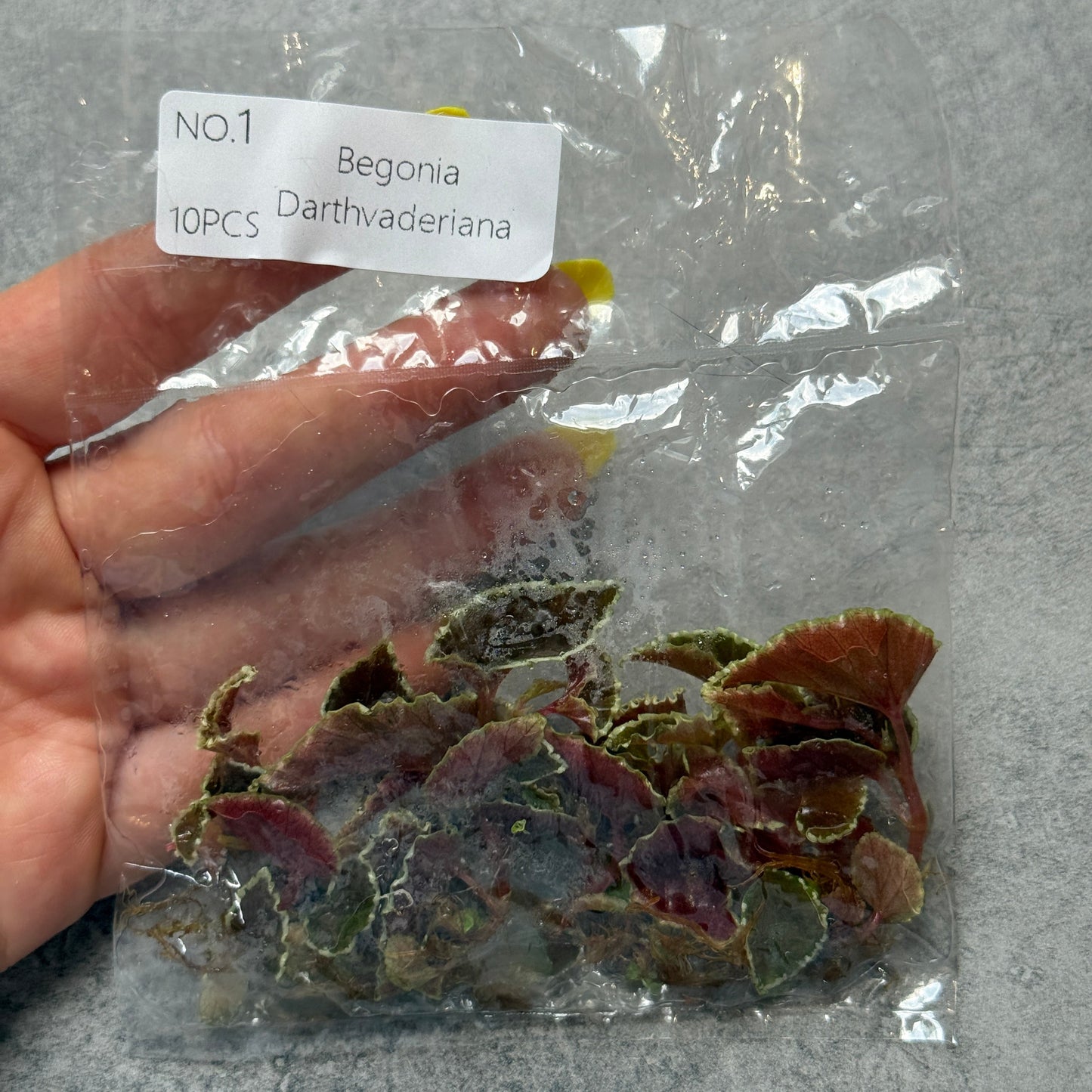 TC Begonia Darthvaderiana