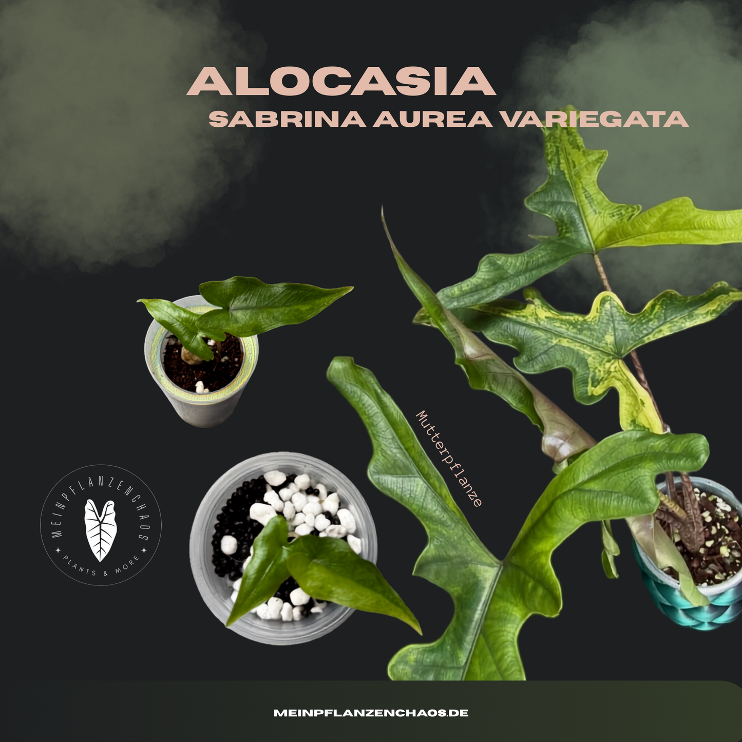 Alocasia Sabrina Aurea Variegata