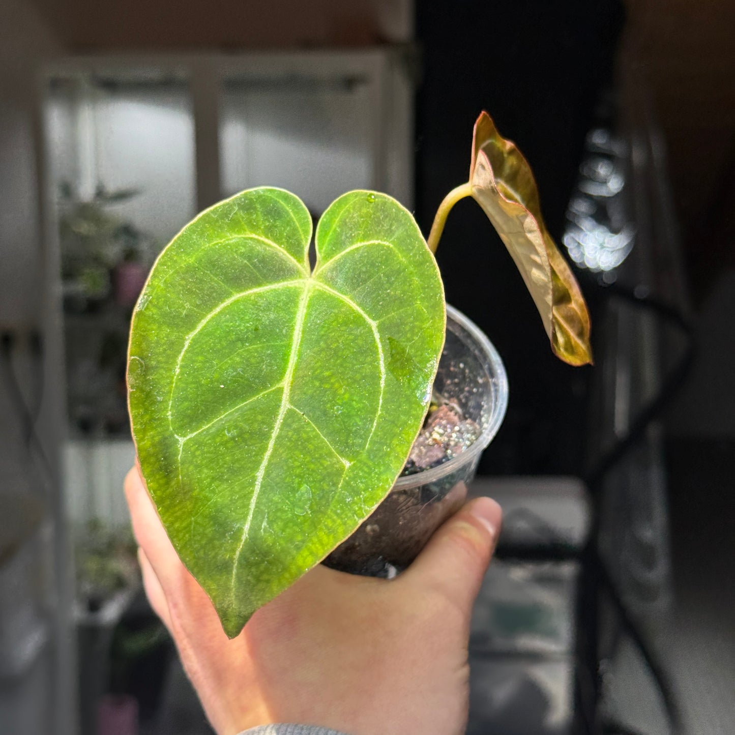 Anthurium King of Spades