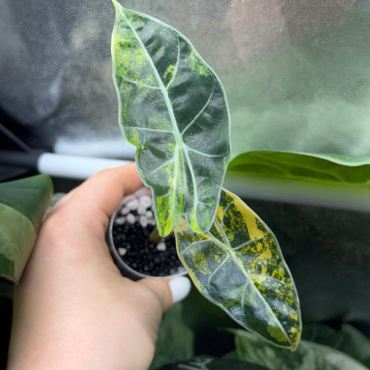 Alocasia Dragons Tooth Aurea Variegata