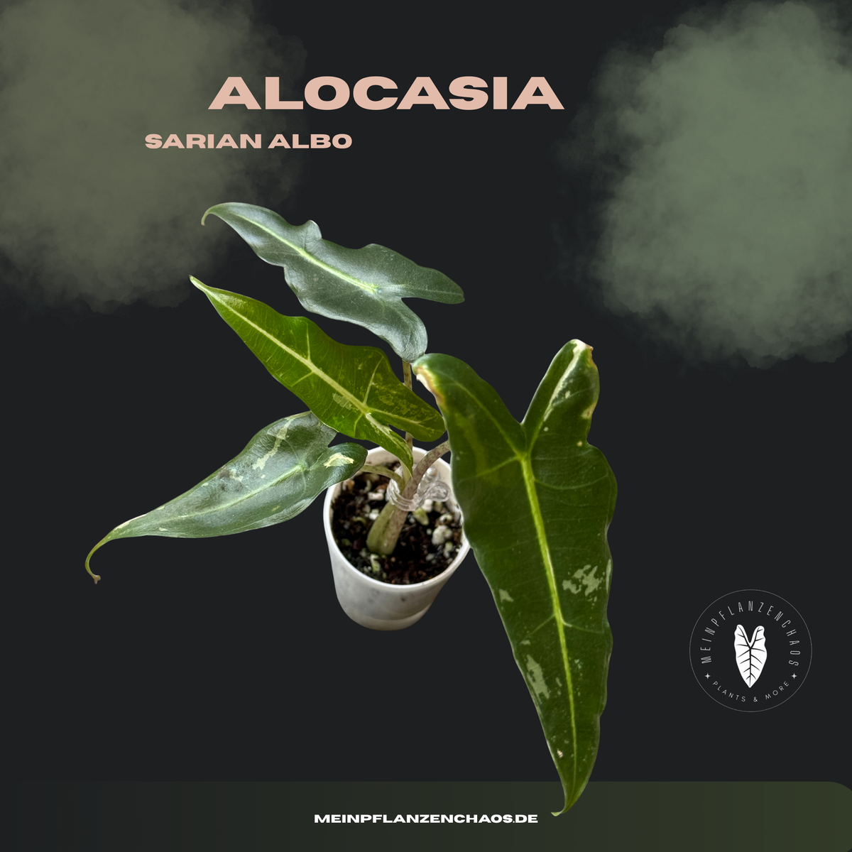 Alocasia Sarian Albo