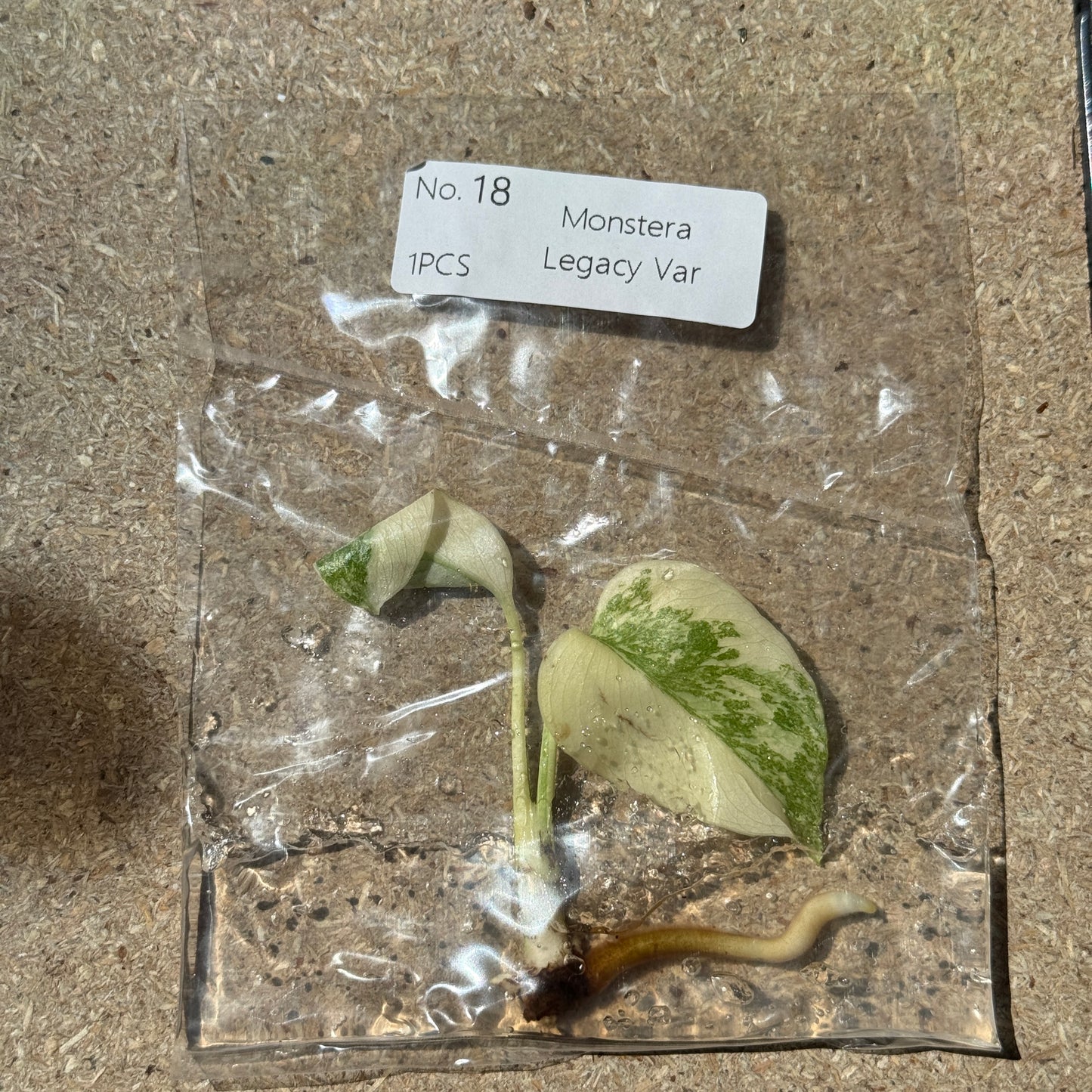 TC Monstera Legacy