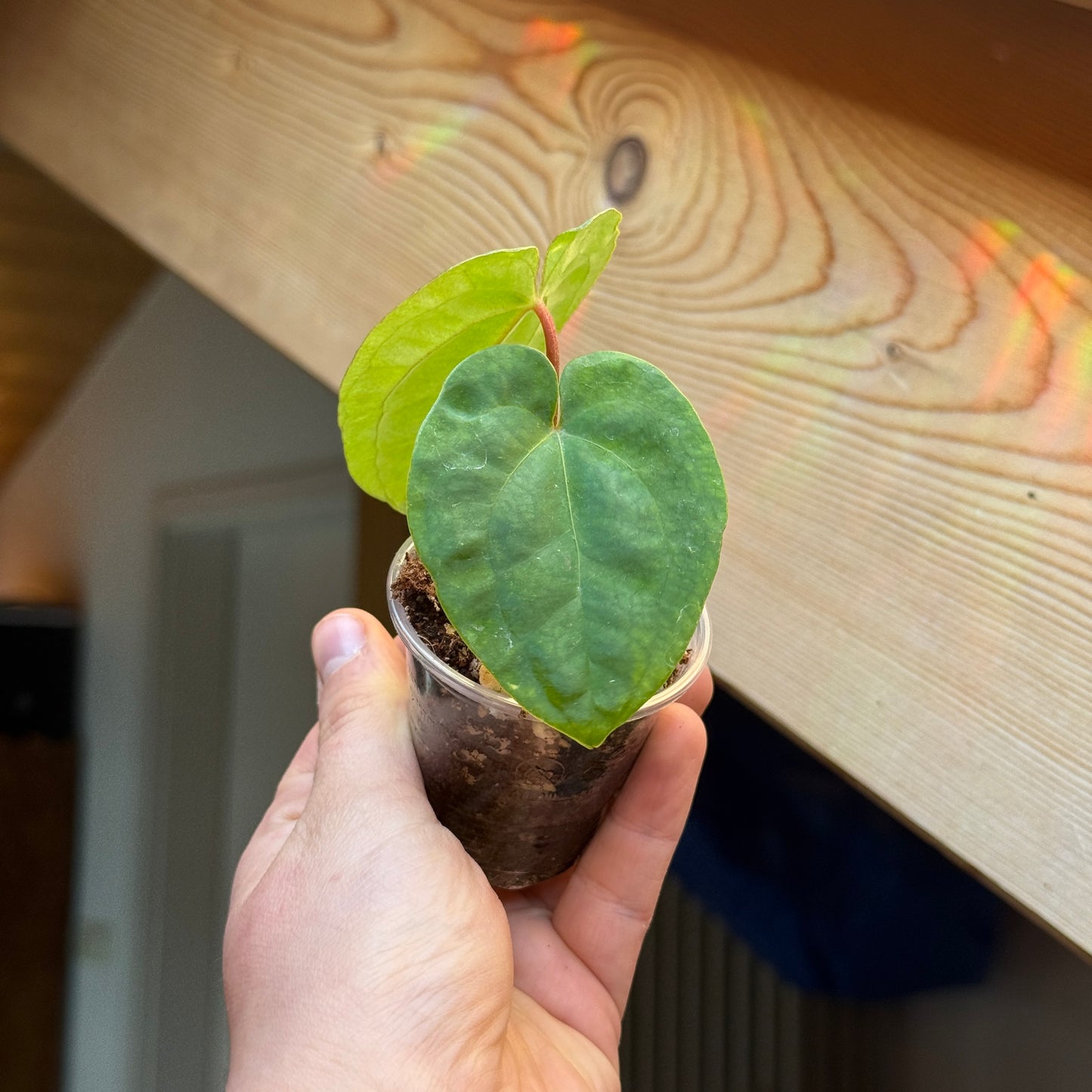 Anthurium Black Magic
