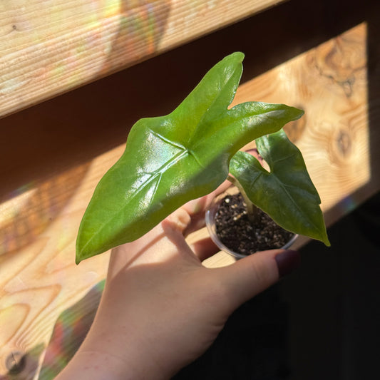 Alocasia Nycteris 'Batwing'