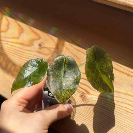Alocasia Cuprea Golden Latte