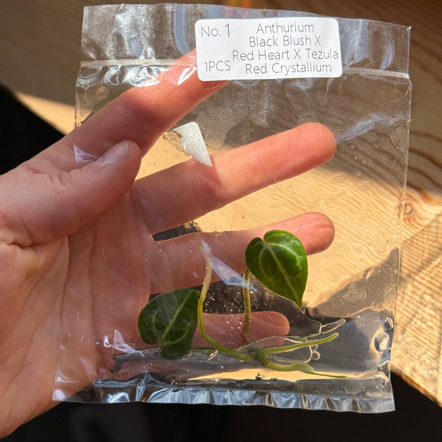 TC Anthurium Black Blush X Red Heart X Tezula Red Crystallium