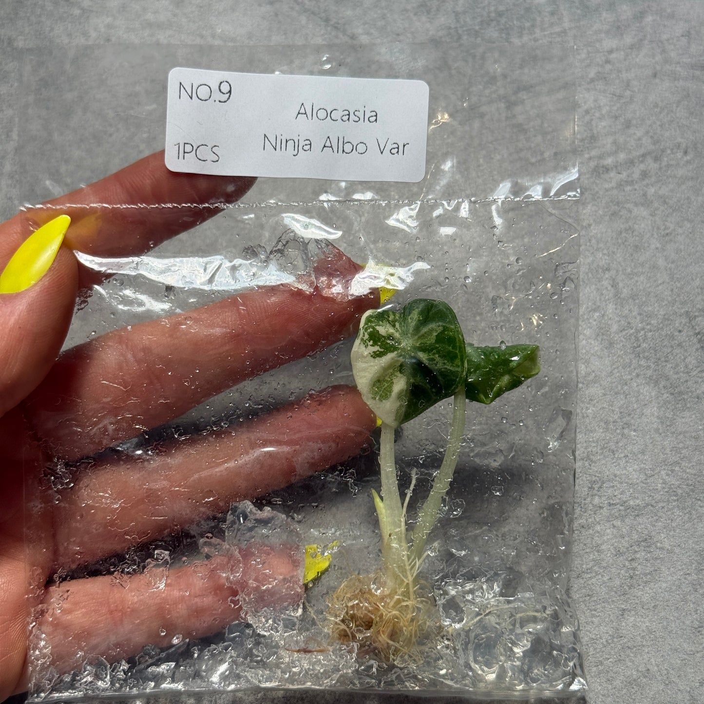 TC Alocasia Ninja True Albo