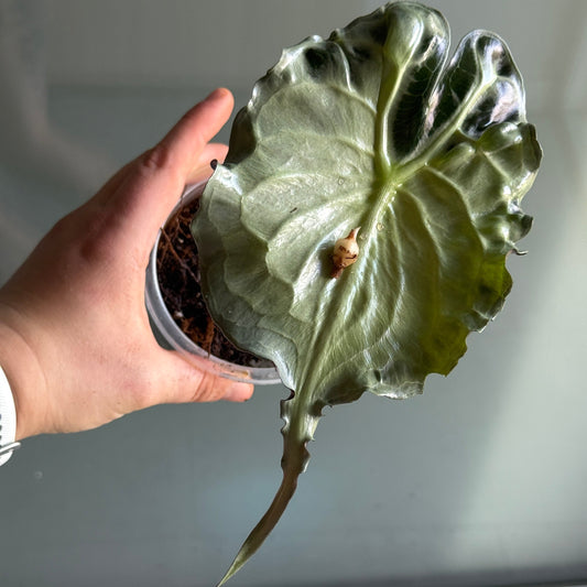 Alocasia Venom Rhizom