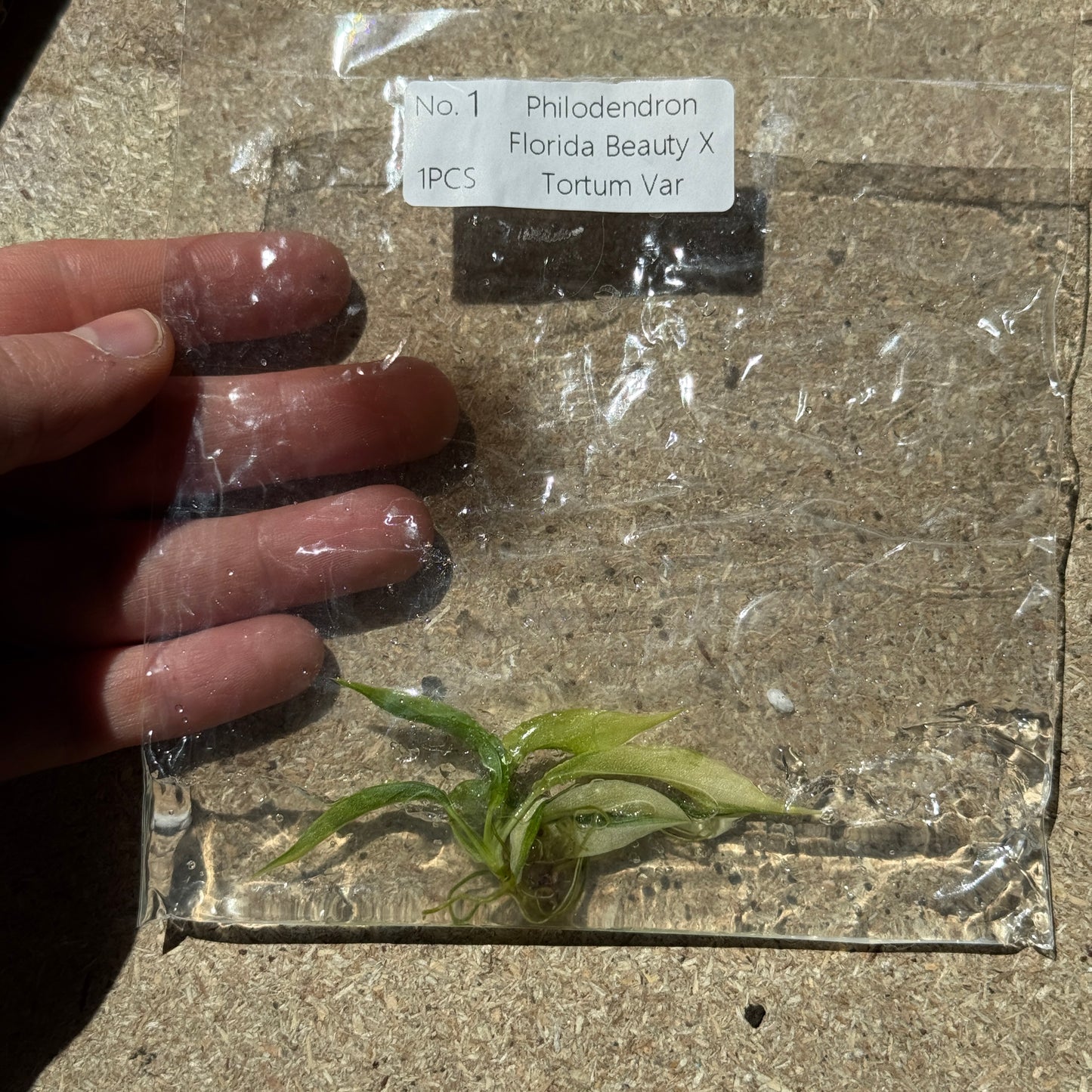 TC Philodendron Florida Beauty X Tortum Var
