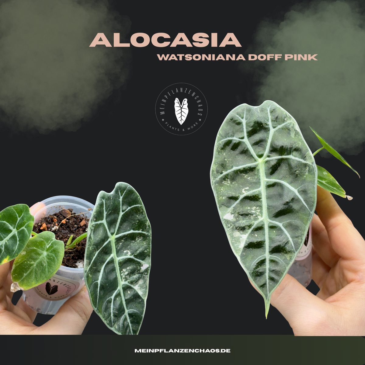 Alocasia Watsoniana Doff Pink