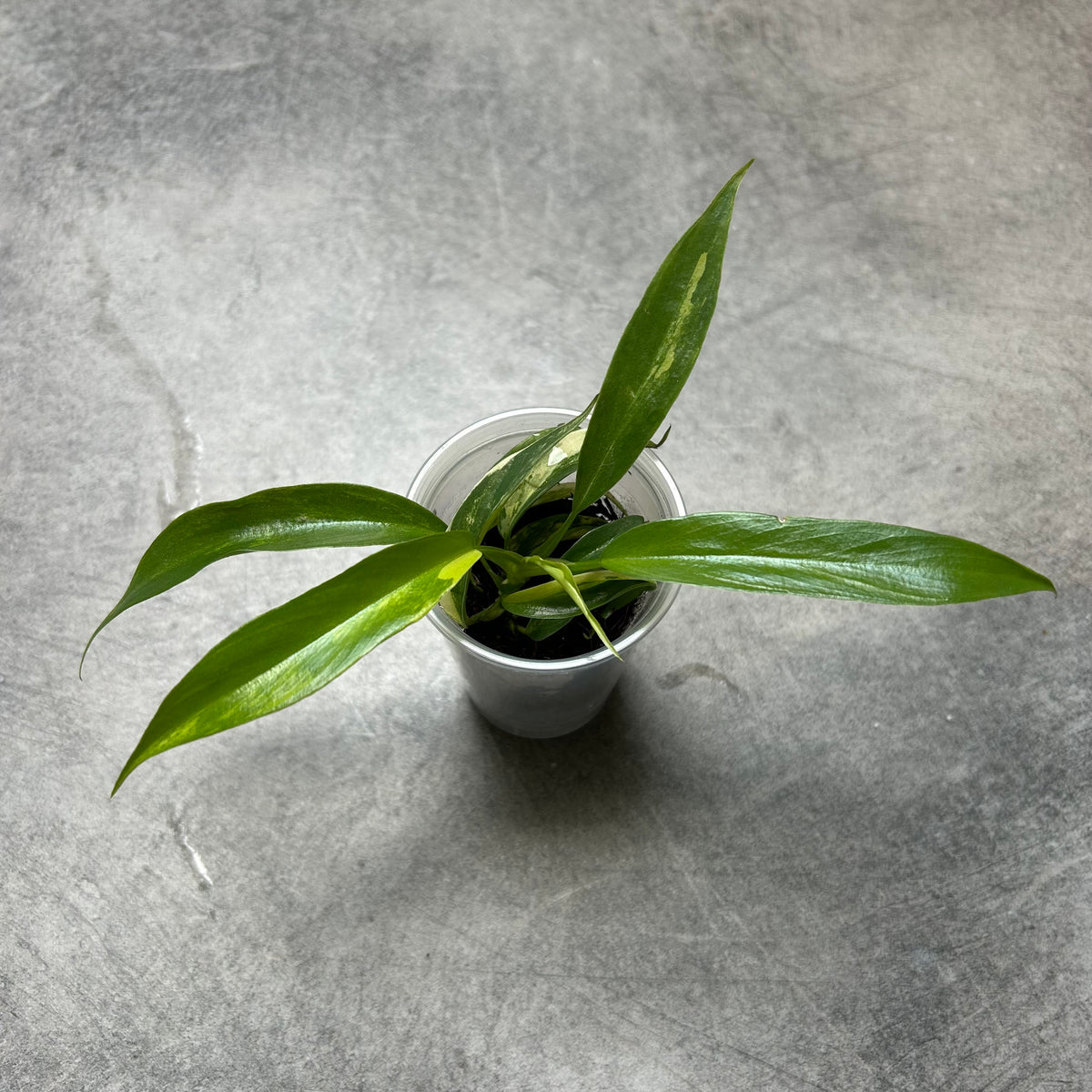 Philodendron Florida Beauty X Tortum Var