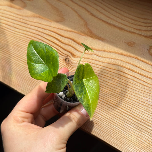 Alocasia Scalprum Aurea