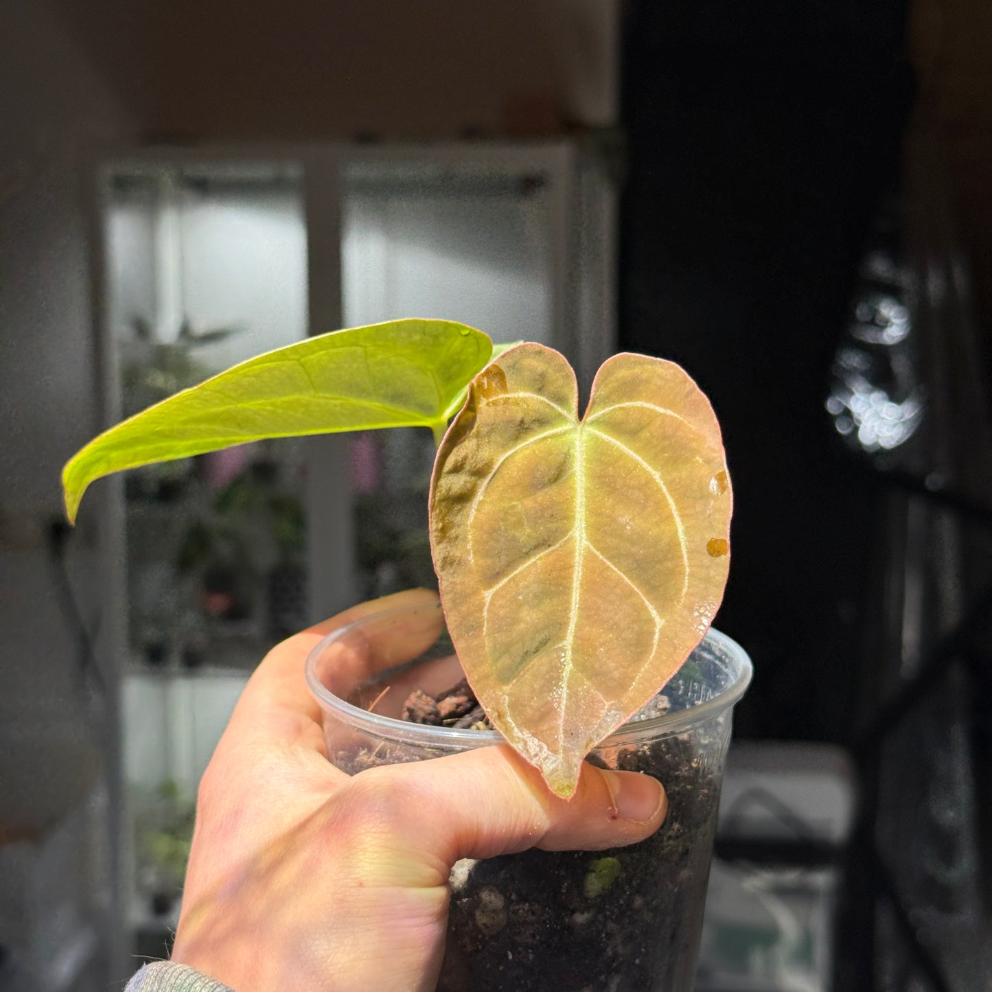 Anthurium King of Spades