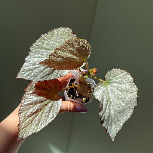 Begonia Two Face
