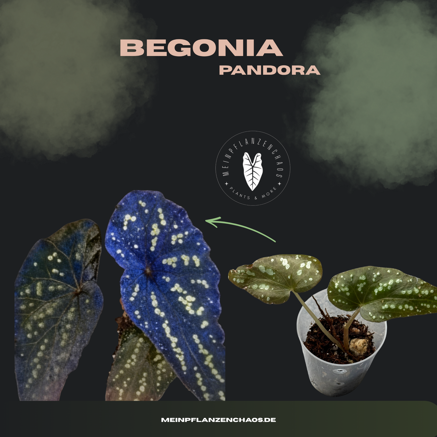 Begonia Pandora