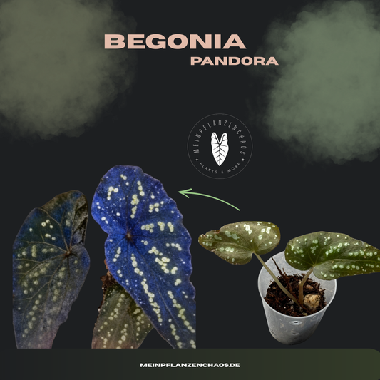 Begonia Pandora