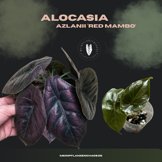 Alocasia Azlanii