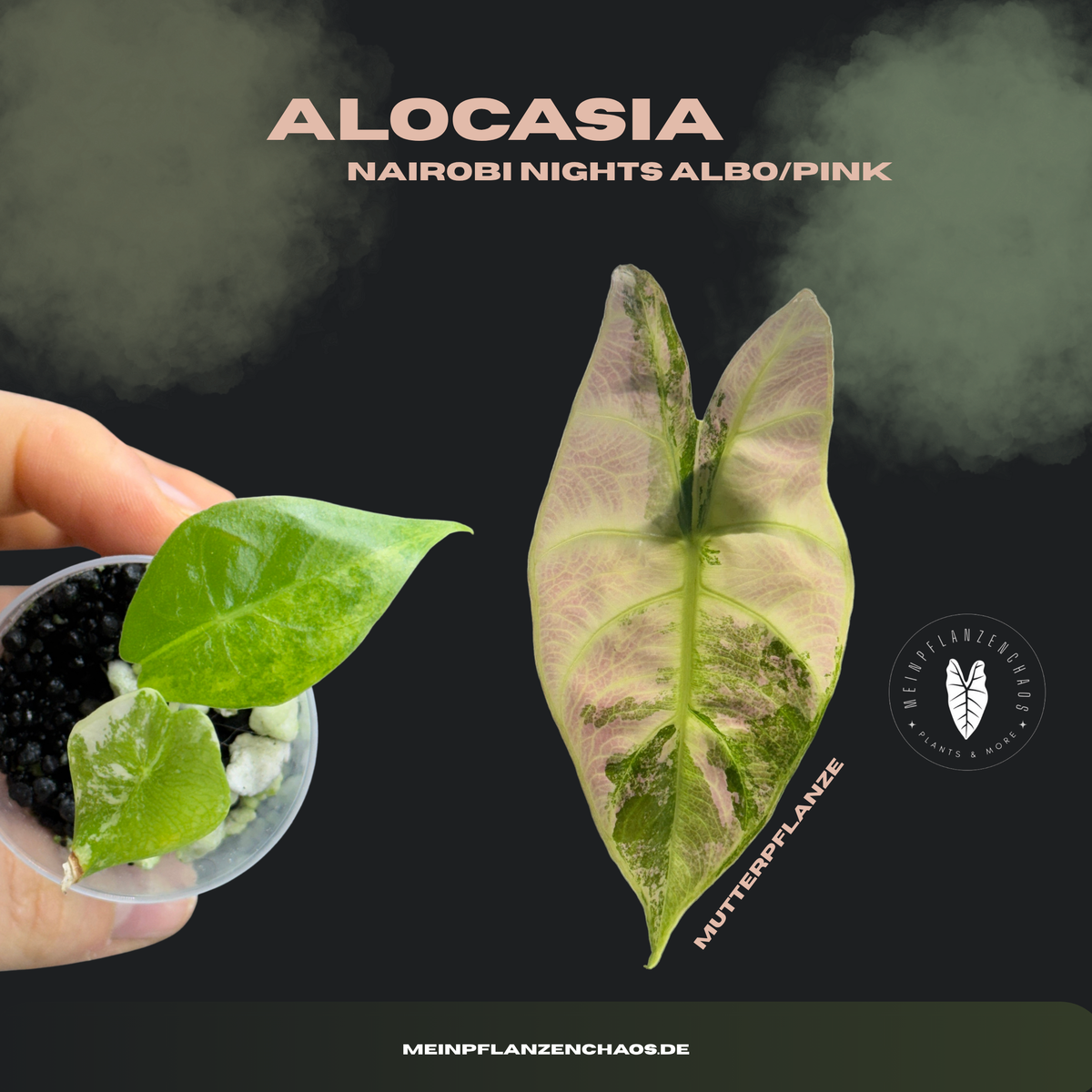 Alocasia Nairobi Nights Albo/Pink