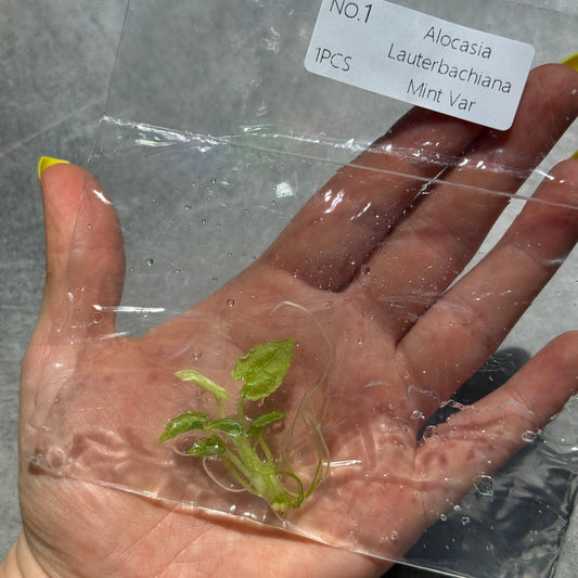TC Alocasia Lauterbachiana Mint